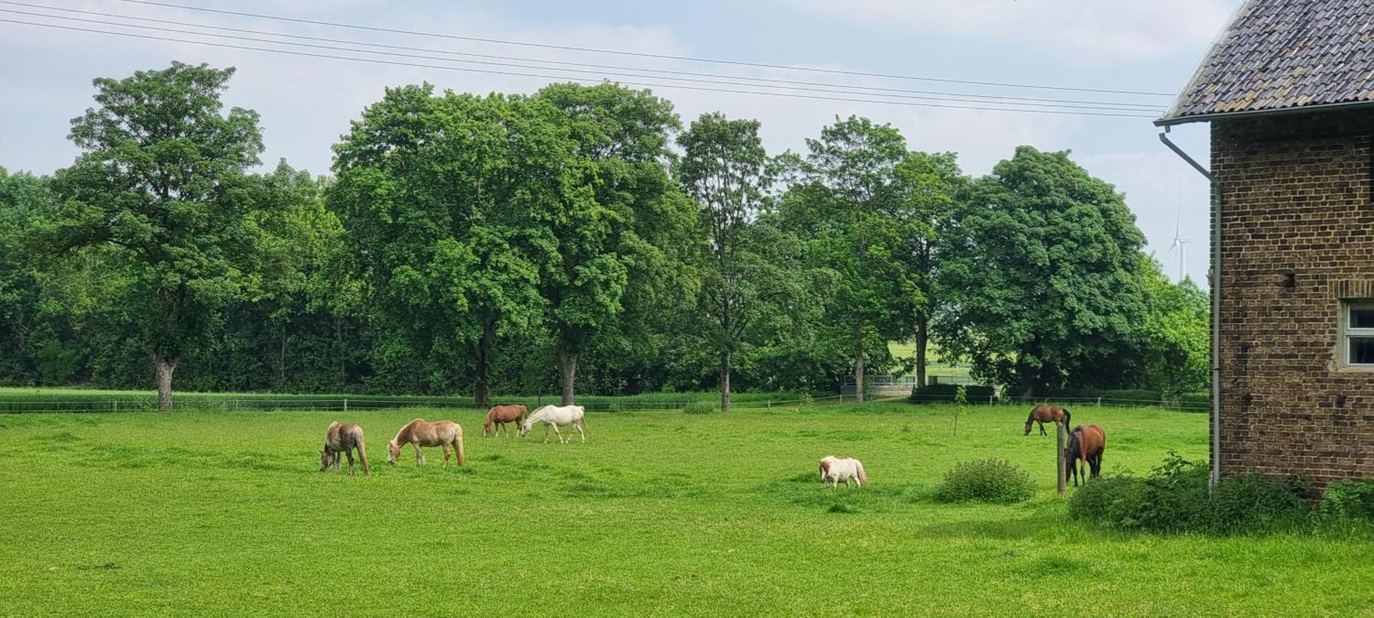 Ferienhaus Q1, Ruhe Und Erholung In Der Eifel Zulpich Exterior foto